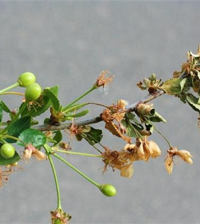 Monilia-Spitzendürrre an Sauerkirschen