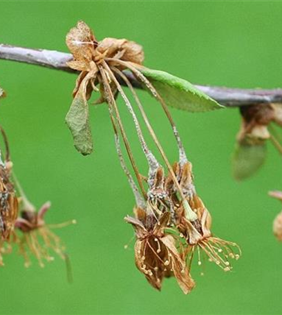 Monilia-Spitzendürrre an Sauerkirschen