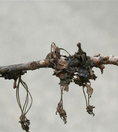 Monilia-Spitzendürrre an Sauerkirschen