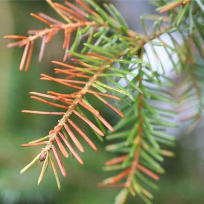 Nadelverfärbungen und Nadelfall