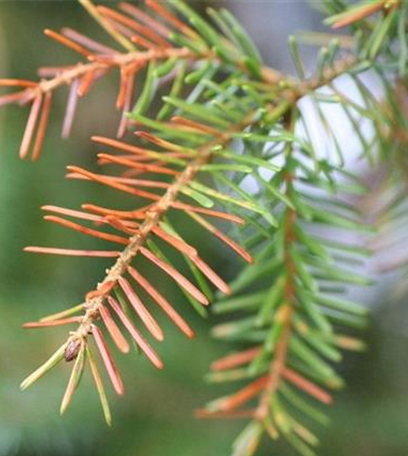 Nadelverfärbungen und Nadelfall