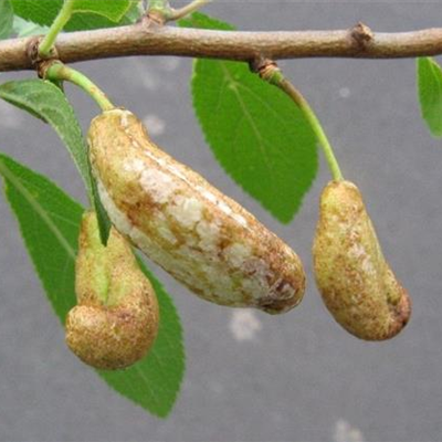 Narren- oder Taschenkrankheit