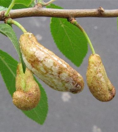 Narren- oder Taschenkrankheit