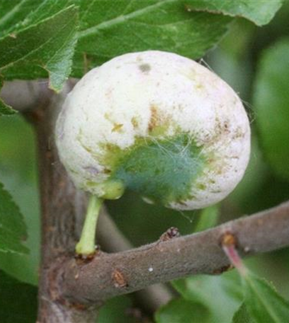 Narren- oder Taschenkrankheit