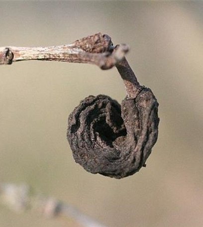 Narren- oder Taschenkrankheit