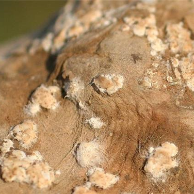 Nass- und Trockenfäulen an Kartoffeln