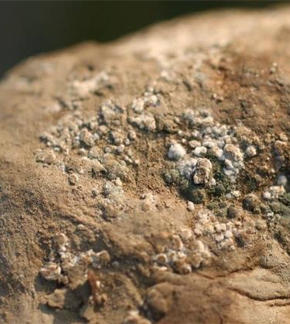 Nass- und Trockenfäulen an Kartoffeln