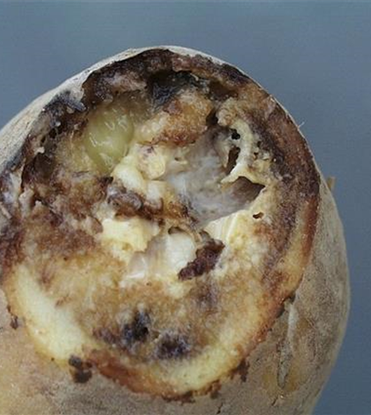 Nass- und Trockenfäulen an Kartoffeln