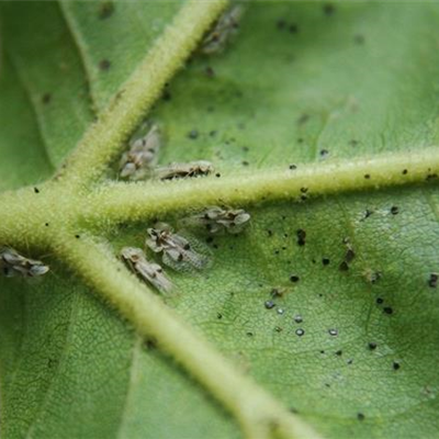 Netzwanze an Platanen