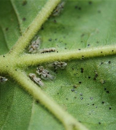 Netzwanze an Platanen