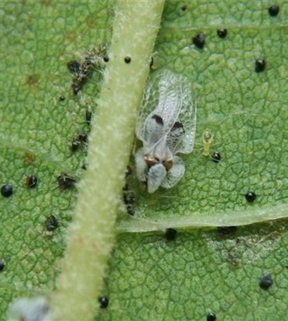 Netzwanze an Platanen