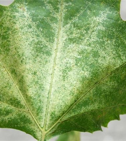 Netzwanze an Platanen