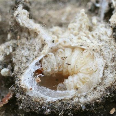 Obstmade oder Apfelwickler