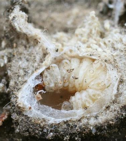 Obstmade oder Apfelwickler