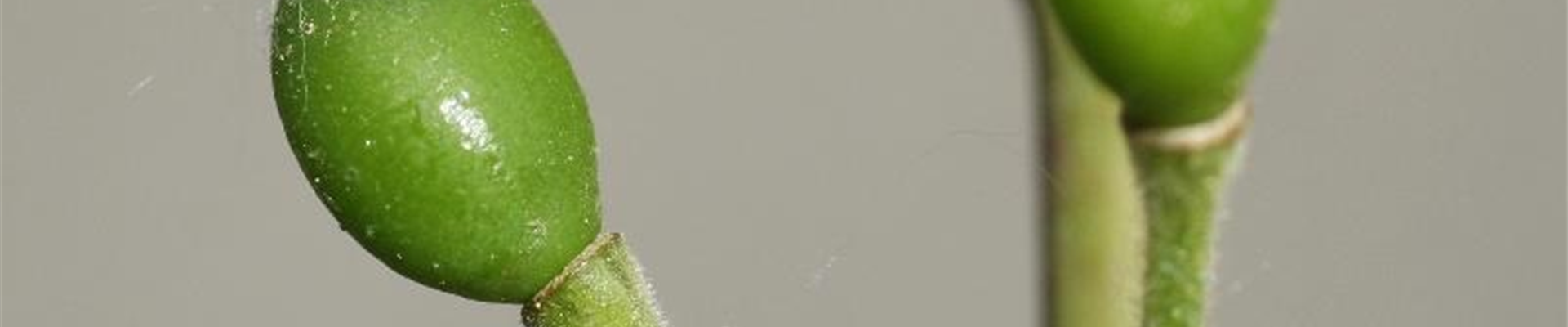 Pflaume_saegewespe1-800x600