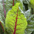 Beta vulgaris var. cicla 'Bright Lights'