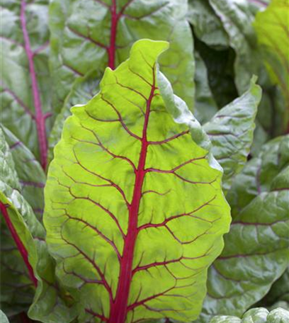 Mangold – die Rübe mit der gewissen Würze