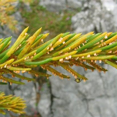 Pilzliche Nadelerkrankungen