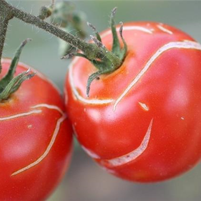 Platzen der Tomatenfrüchte