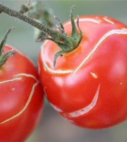 Platzen der Tomatenfrüchte