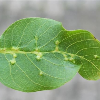 Pockengallmilbe an Walnussbäumen