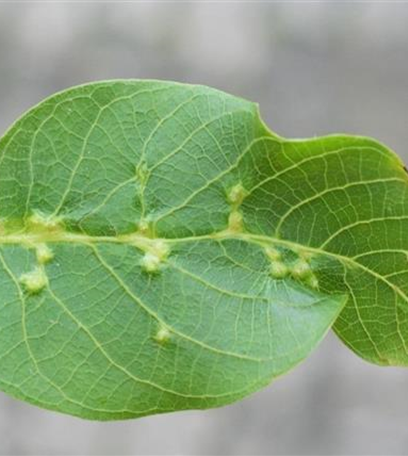 Pockengallmilbe an Walnussbäumen