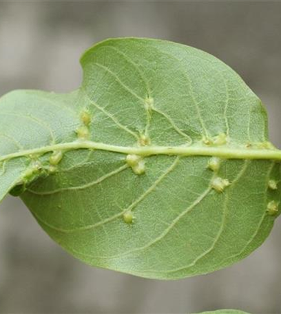 Pockengallmilbe an Walnussbäumen