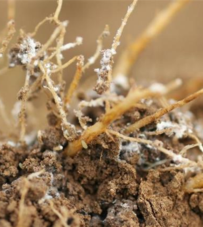 Wurzelläuse bei Salat