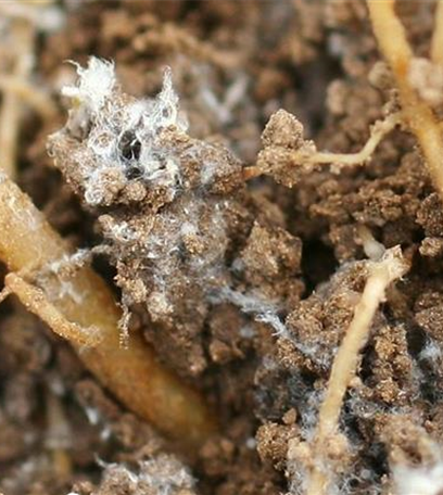 Wurzelläuse bei Salat