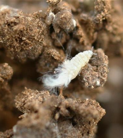 Wurzelläuse bei Salat