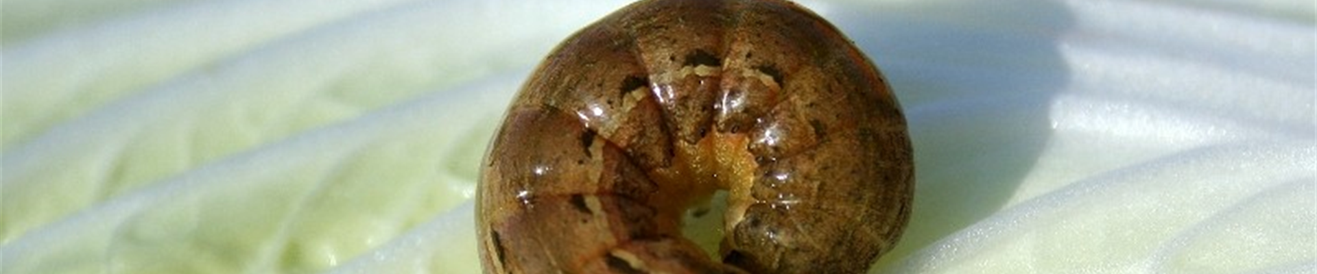 Chinakohleulenraupe2-800x600