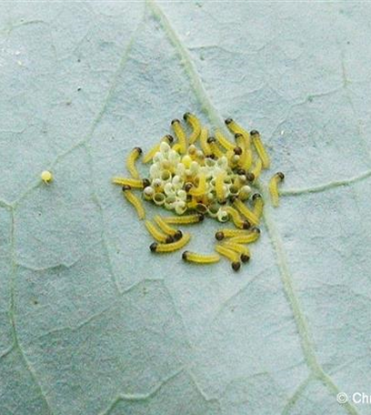Raupen an Kohl