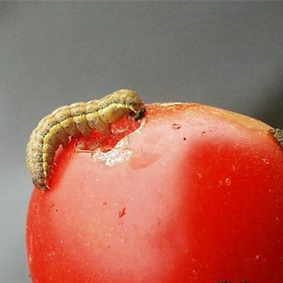 Raupenfraß an Tomaten
