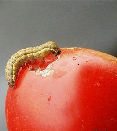 Raupenfraß an Tomaten