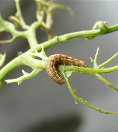 Raupenfraß an Tomaten