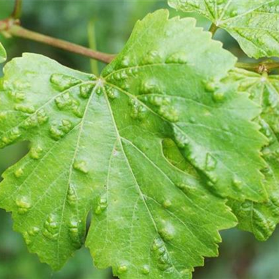 Rebenpockenmilbe an Wein