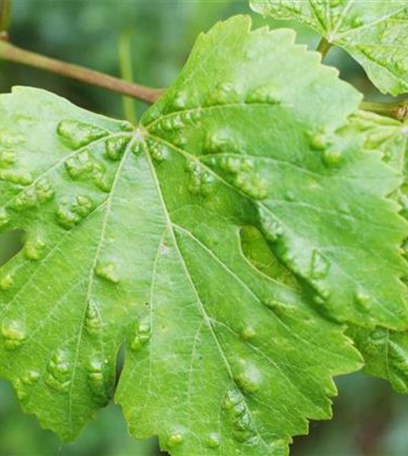 Rebenpockenmilbe an Wein