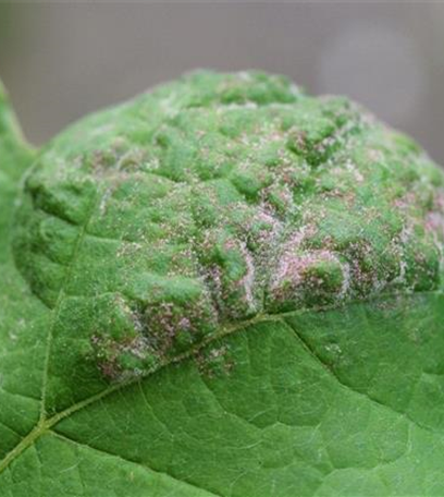 Rebenpockenmilbe an Wein