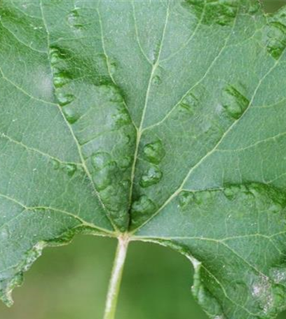 Rebenpockenmilbe an Wein