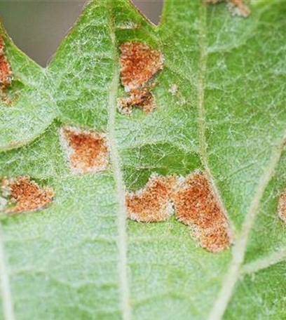 Rebenpockenmilbe an Wein