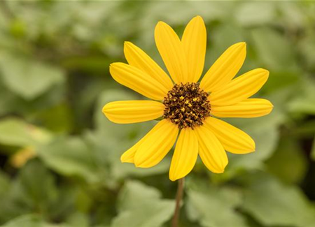 Mit einjährigen Pflanzen den Garten bunter machen Mit einjährigen Pflanzen den Garten bunter machen
