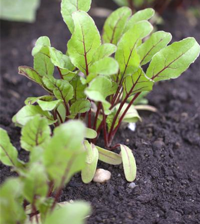 Mangold – die Rübe mit der gewissen Würze