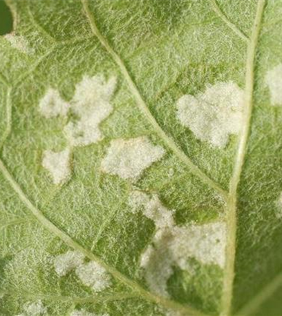 Rebenpockenmilbe an Wein