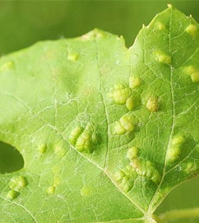 Rebenpockenmilbe an Wein