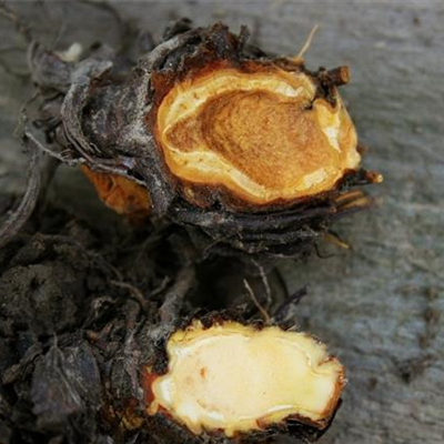 Rhizomfäule an Erdbeeren