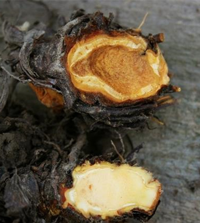 Rhizomfäule an Erdbeeren