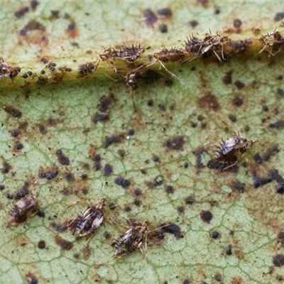 Rhododendronnetzwanze