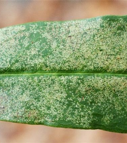 Rhododendronnetzwanze