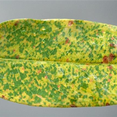 Rost an Johanniskraut