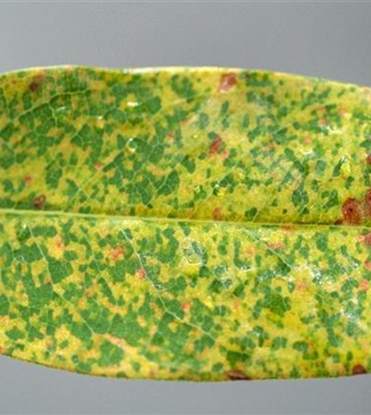 Rost an Johanniskraut